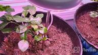 картинка 1 прикреплена к отзыву Enhance Your Indoor Plant Growth With EWonLife Full Spectrum Grow Lights - 2 Pack, 3 Spectrum Modes, Adjustable Height, And Automated Timer от Flex Morgan