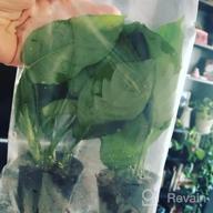 img 1 attached to Add Vibrance To Your Aquarium With Greenpro Anubias Barteri Live Plants review by Roy Boone