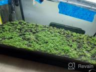 img 1 attached to Live Freshwater Aquarium Plants: Dwarf Baby Tears, Hemianthus Callitrichoides, Java Moss In Vitro TC Cup By Greenpro review by Jeff Rothstein