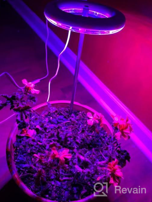 img 1 attached to Enhance Your Indoor Plant Growth With EWonLife Full Spectrum Grow Lights - 2 Pack, 3 Spectrum Modes, Adjustable Height, And Automated Timer review by Mike Brumfield