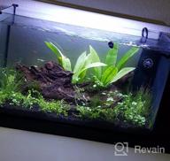 img 1 attached to Grow Beautiful Freshwater Aquarium Plants Easily With Greenpro Java Moss! review by Joshua Wheeler