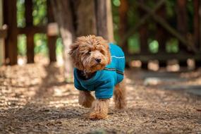 img 3 attached to 🐶 Polar Fleece Warm Large Dog Jacket from BoxDog - Boosted SEO