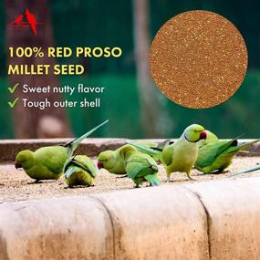 img 3 attached to 🐦 Morning Bird Red Proso Millet Seed: A Nutritious and Delicious Supplement for Healthy Birds, Packed with High Protein, Fat, Fiber, Vitamins, and Minerals