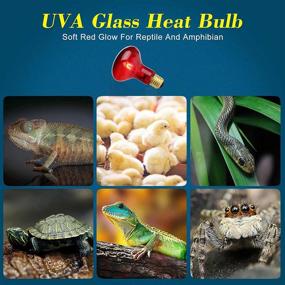 img 1 attached to 🦎 HANJION 2-Pack 100W Reptile Heat Lamp Bulb with UVA Infrared Basking, Red Glass Heat Bulbs for Reptiles & Amphibians, Bearded Dragon, Lizard, Tortoise, Hedgehogs