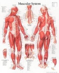 img 1 attached to Muscular System Male Chart for Enhanced SEO