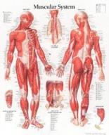 muscular system male chart for enhanced seo logo