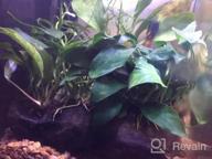 img 1 attached to Live Anubias Nana & Minima Aquarium Plants On Driftwood For Freshwater Fish Tank - Greenpro review by David Lesperance