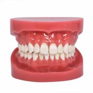 стоматологическая учебная модель: стандартные зубы типодонта для демонстраций использования зубной нити и практики (1 шт.) логотип