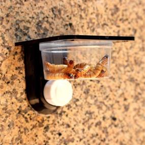 img 3 attached to 🦎 Enhance Your Gecko's Feeding Experience with POPETPOP Gecko Feeding Ledge - Premium Reptile Lizard Gecko Food Water Bowl - Must-Have Pet Accessory