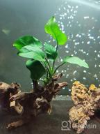 img 1 attached to Add Vibrance To Your Aquarium With Greenpro Anubias Barteri Live Plants review by Owen Houser