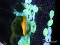 img 1 attached to Lush Live Aquarium Plants: Pest & Algae Free Greenpro Tissue Cup With Lagenandra Meeboldii, Anubias, Cryptocoryne, Bucephalandra & Piptospatha Ridleyi review by Chris Estes