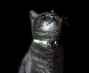 img 1 attached to Rogz Glow in the Dark Reflective Cat Collar: Jumping Black Cat Design with Breakaway Clip and Removable Bell - Fully Adjustable for Most Breeds