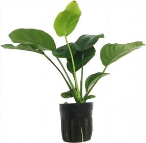 img 4 attached to Add Vibrance To Your Aquarium With Greenpro Anubias Barteri Live Plants