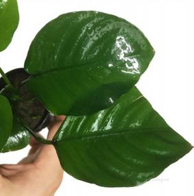 img 2 attached to Add Vibrance To Your Aquarium With Greenpro Anubias Barteri Live Plants