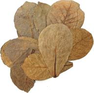 🍂 xl tantora premium grade catappa indian almond leaves - size 18-30cm logo