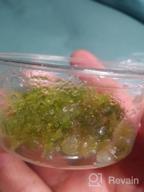 img 1 attached to Grow Beautiful Freshwater Aquarium Plants Easily With Greenpro Java Moss! review by Derek Kraft