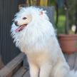 lion mane wig with ears for dogs - funny halloween and christmas pet costume (size large, white) by onmygogo logo