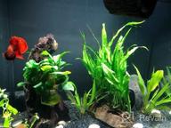 img 1 attached to 🌿 Enhance Your Freshwater Fish Tank with Greenpro Java Fern on Driftwood Live Aquarium Plants review by Keith Howe
