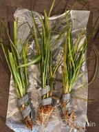 img 1 attached to Create A Stunning Aquascape With Fresh Dwarf Sagittaria Subulata 3-Bunch Live Aquarium Plants By Greenpro review by Mike Sevenfourgd