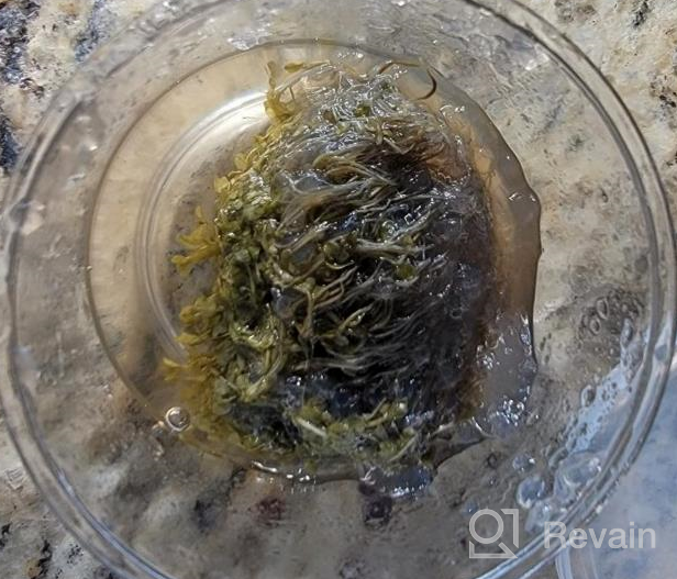 img 1 attached to Greenpro Micranthemum Monte Carlo: Live Large Pearl Grass Aquatic Plant In Tissue Culture Cup For Freshwater Fish Tanks And Aquariums review by Simo Whisperer