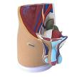 explore male genital system: anatomical model with 3 parts for effective learning logo