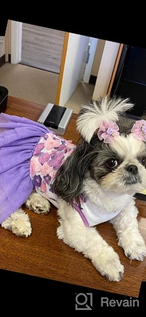 img 1 attached to 👗 QingLuo Sweet Puppy Dog Princess Dress - Pink/Purple Bow Lace Tutu Skirt - Doggie Dress for Dog/Cat (X-Small, Purple) review by Robert Sorrells