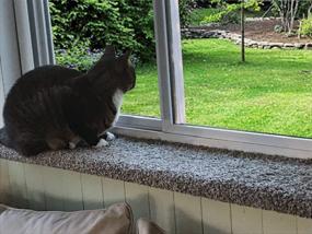 img 2 attached to 🐱 Shop PURRCHED Cat Perch: Carpeted, Window-Mounted Cat Bed, Made in USA – Sturdy, Safe, and Easy Install!