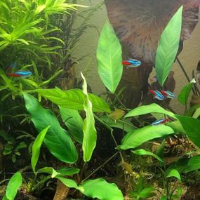 img 2 attached to Healthy Greenpro Anubias Minima Potted Live Plant For Snail-Free Aquarium Guaranteed