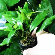 живое растение в горшке healthy greenpro anubias minima для аквариума без улиток гарантировано логотип