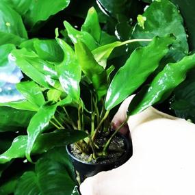 img 4 attached to Живое растение в горшке Healthy Greenpro Anubias Minima для аквариума без улиток гарантировано