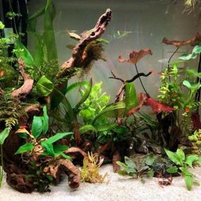 img 1 attached to Healthy Greenpro Anubias Minima Potted Live Plant For Snail-Free Aquarium Guaranteed