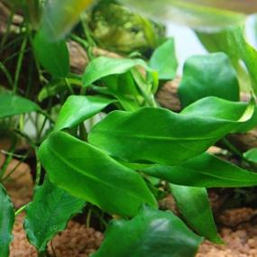 img 3 attached to Живое растение в горшке Healthy Greenpro Anubias Minima для аквариума без улиток гарантировано