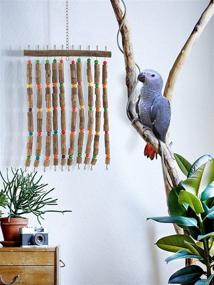 img 1 attached to African Multicolor Chewing Hardness Cockatoo