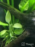 img 1 attached to Enhance Your Aquascape With Greenpro'S Anubias Nana Marble White Pinto Nano Mini Tissue Culture review by James Wickware
