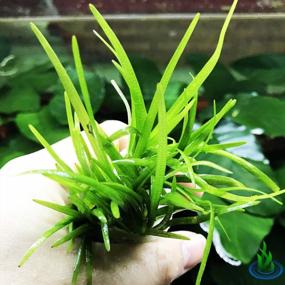 img 1 attached to Создайте потрясающий акваскейп со свежими карликовыми растениями Sagittaria Subulata из 3 пучков живых аквариумных растений от Greenpro