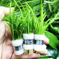 create a stunning aquascape with fresh dwarf sagittaria subulata 3-bunch live aquarium plants by greenpro logo