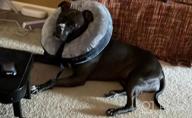 img 1 attached to GoodBoy Pink Inflatable Donut E-Collar For Dogs & Cats – Comfortable Post Surgery Or Wound Recovery Collar (2) review by Devin Maselli