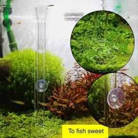 img 2 attached to 🐟 AnxunJim 10" Clear Crystal Glass Shrimp Feeder Tube Tray for Fish Tank Aquarium Shrimp - Premium Shrimp Feeding Dish for Optimal Nutrition