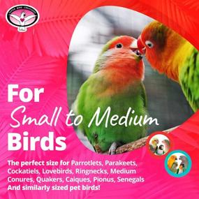 img 3 attached to 🦜 Super Bird Creations SB1088 Birdie Bouquet Bird Toy: Perfect for Small/Medium Birds, Measures 6x3x2