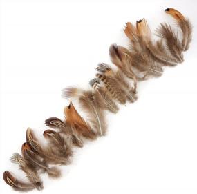 img 4 attached to Natural Mix Plumage: Add A Touch Of Rustic Charm With ZUCKER™ Ringneck Feather