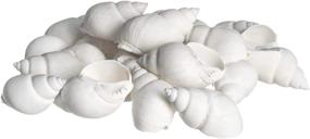 img 4 attached to 🐚 Optimized Hermit Crab Shells: Turbo Shells, 24 Babylonia Shells (1 1/2"-2 1/4"), Hermit Crab House Décor + Complimentary Nautical eBook by Joseph Rains