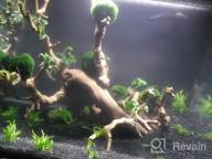img 1 attached to Lush Live Aquarium Plants: Pest & Algae Free Greenpro Tissue Cup With Lagenandra Meeboldii, Anubias, Cryptocoryne, Bucephalandra & Piptospatha Ridleyi review by Dustin Marshall