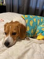 img 1 attached to Stretchable Yellow Duck Dog And Cat Pajamas For Small Dogs - Soft Material Dog Apparel For Comfy Sleepwear review by Joshua Reid