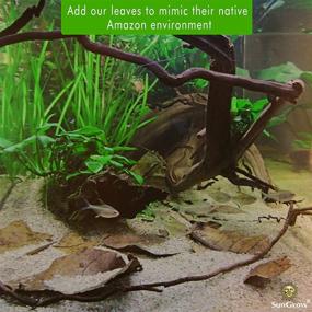 img 2 attached to SunGrow 8-Inch Catappa Indian Almond Leaves for Freshwater Shrimps and Tropical Fish - Enhance Aquarium Health and Vitality