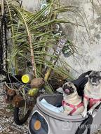 img 1 attached to Hauck Tog Fit Pet Roadster - Perfect For Traveling With Your Furry Friend! review by Greg Cunningham