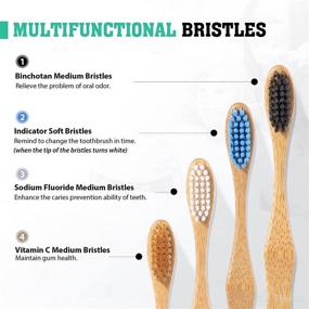 img 3 attached to Environmentally-Friendly Toothbrush with Biodegradable Bristles