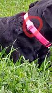 img 1 attached to Small Solid Black Pup Dog Collar From Hyhug Pets Classic Collection review by Ron Kishore