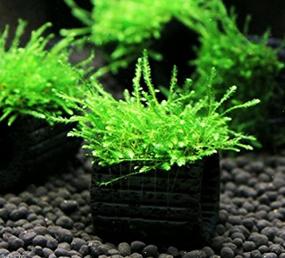 img 1 attached to Grow Beautiful Freshwater Aquarium Plants Easily With Greenpro Java Moss!