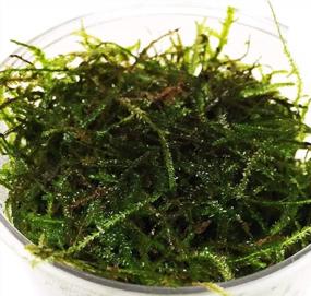 img 3 attached to Grow Beautiful Freshwater Aquarium Plants Easily With Greenpro Java Moss!
