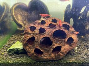 img 1 attached to 🌸 DREAMDEALS Lotus Pod Betta Fish and Freshwater Shrimp Hideout - Premium Tank Decorations